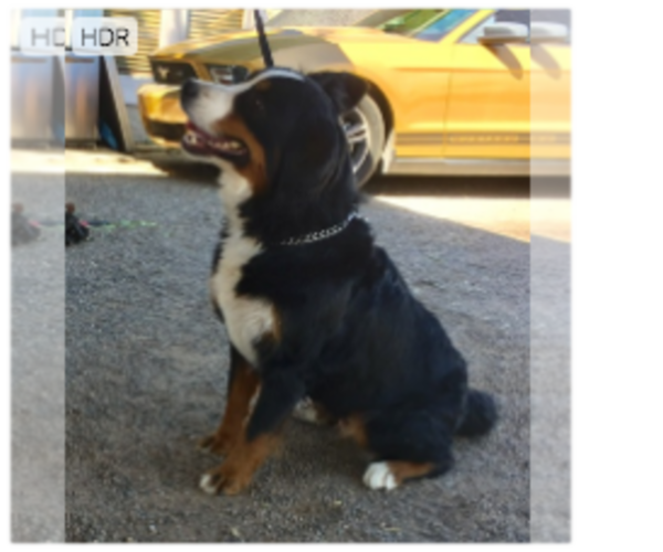 Medium Photo #1 Bernese Mountain Dog Puppy For Sale in SCOTTSDALE, AZ, USA