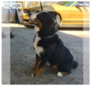 Small Photo #1 Bernese Mountain Dog Puppy For Sale in SCOTTSDALE, AZ, USA