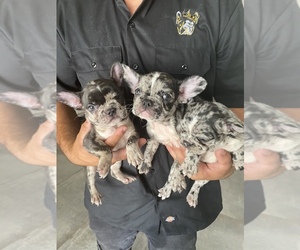 French Bulldog Puppy for sale in MORENO VALLEY, CA, USA