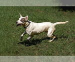 Small #13 Bull Terrier Mix
