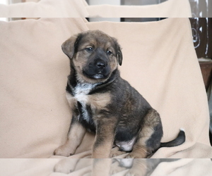 Akita-Rottweiler Mix Puppy for sale in SHILOH, OH, USA