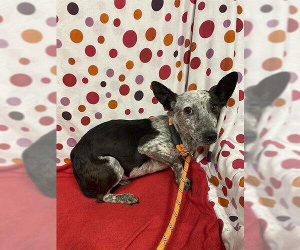 Medium Photo #1 Chihuahua-Unknown Mix Puppy For Sale in Modesto, CA, USA