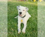 Small #1 Mutt