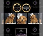 Puppy Baloo F1B Maltipoo