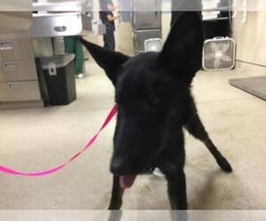 German Shepherd Dog Dogs for adoption in Riverside, CA, USA