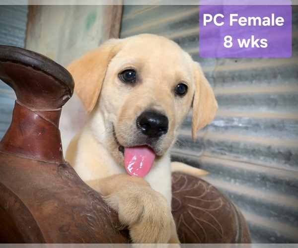 Medium Photo #1 Labrador Retriever Puppy For Sale in EDGEWOOD, TX, USA