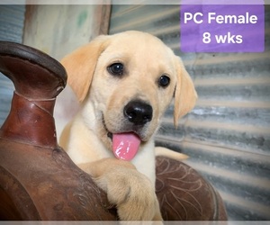 Labrador Retriever Puppy for Sale in EDGEWOOD, Texas USA