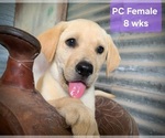 Image preview for Ad Listing. Nickname: Litter of 4