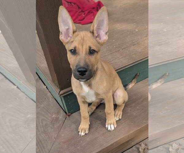 Medium Photo #1 German Shepherd Dog-Unknown Mix Puppy For Sale in The Woodlands, TX, USA