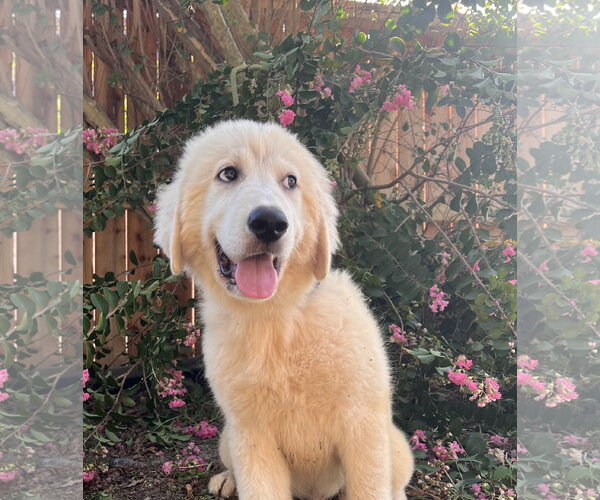 Medium Photo #6 Great Pyrenees Puppy For Sale in Spring, TX, USA