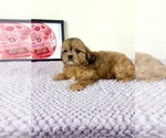Small #1 Shih-Poo