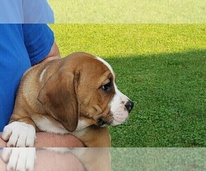 English Bulldog Puppy for sale in SHELBYVILLE, IN, USA