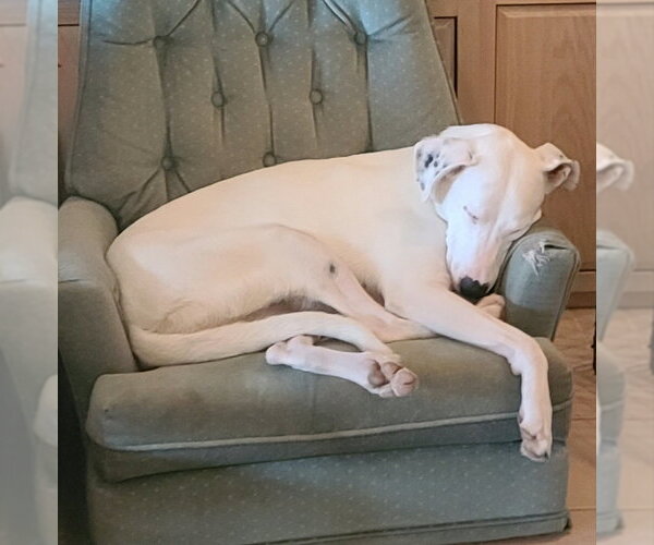 Medium Photo #8 Border Collie-Unknown Mix Puppy For Sale in Mesa, AZ, USA