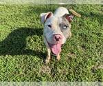 Small #1 Catahoula Leopard Dog Mix