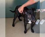 Small Feist Terrier Mix