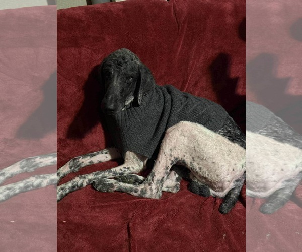 Medium Photo #3 Poodle (Standard)-Unknown Mix Puppy For Sale in Westwood, NJ, USA