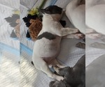 Small #5 French Bulldog