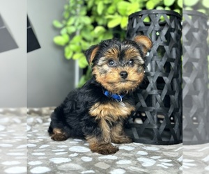 Yorkshire Terrier Puppy for sale in FRANKLIN, IN, USA