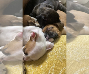 Boxer Puppy for sale in LOUISVILLE, KY, USA