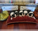 Small Photo #1 Boston Terrier Puppy For Sale in SWANSEA, SC, USA