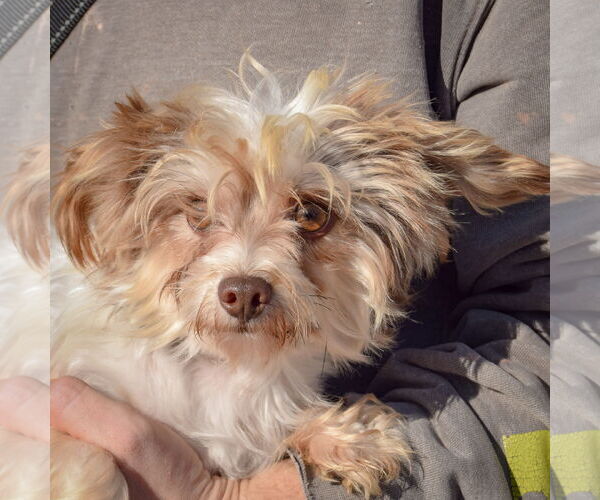 Medium Photo #5 Mutt Puppy For Sale in Huntley, IL, USA