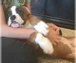 Small Photo #9 Boxer Puppy For Sale in SENECA, KS, USA