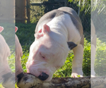Small Photo #2 American Bully Puppy For Sale in JACKSONVILLE, FL, USA