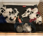 Small Photo #1 Aussiedoodle Puppy For Sale in LOWVILLE, NY, USA