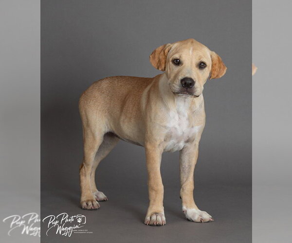 Medium Photo #5 Labrador Retriever-Unknown Mix Puppy For Sale in Claremore, OK, USA