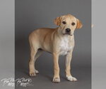 Small #4 Labrador Retriever Mix