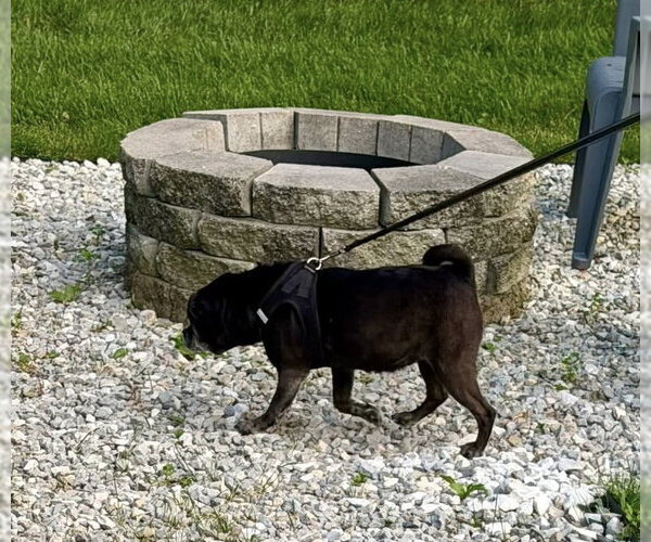 Medium Photo #3 Puggle Puppy For Sale in Germantown, OH, USA