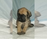 Small Photo #38 Mastiff Puppy For Sale in FULTON, NY, USA