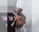 Small #5 American Hairless Terrier
