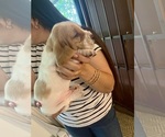 Small Photo #11 Basset Hound Puppy For Sale in MISSOURI CITY, TX, USA