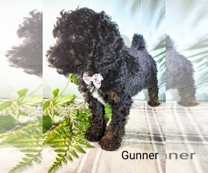 Poodle (Miniature) Puppy for sale in MILLERSBURG, IN, USA