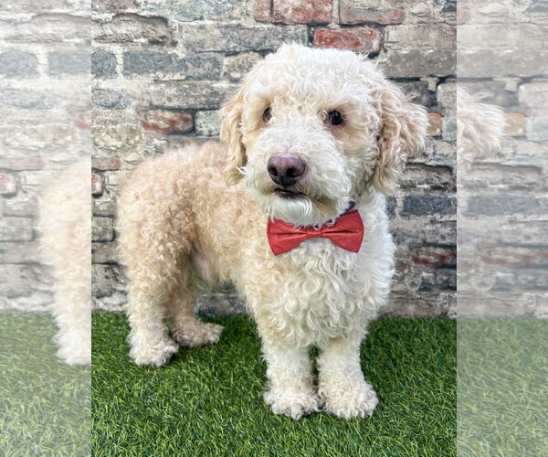 Medium Photo #3 Poodle (Miniature)-Unknown Mix Puppy For Sale in Corona, CA, USA