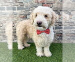 Small #2 Poodle (Miniature) Mix