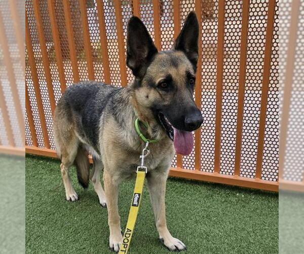 Medium Photo #1 German Shepherd Dog-Unknown Mix Puppy For Sale in Las Vegas, NV, USA