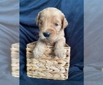 Small Photo #3 Goldendoodle Puppy For Sale in ALDER, WA, USA