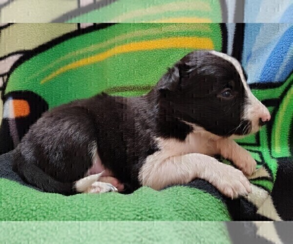Medium Photo #28 Border Collie Puppy For Sale in NORBORNE, MO, USA