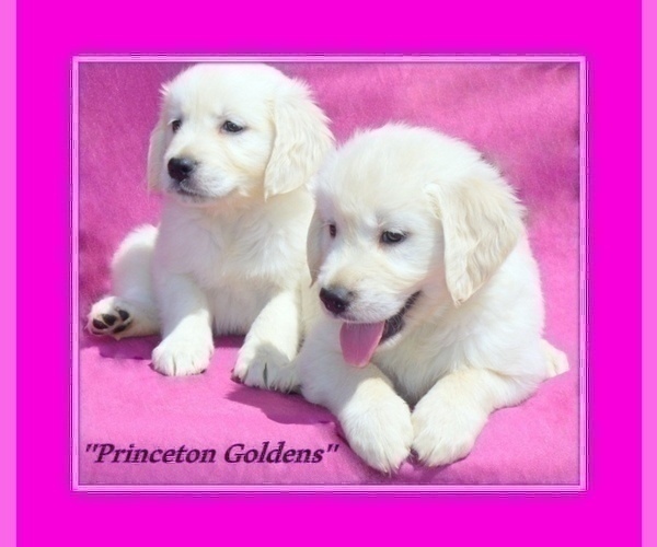 Medium Photo #7 English Cream Golden Retriever Puppy For Sale in PRINCETON, WV, USA