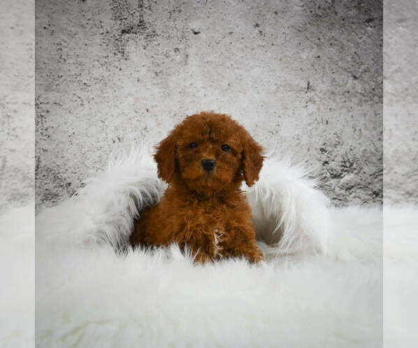 Full screen Photo #1 Goldendoodle (Miniature) Puppy For Sale in ITASCA, TX, USA