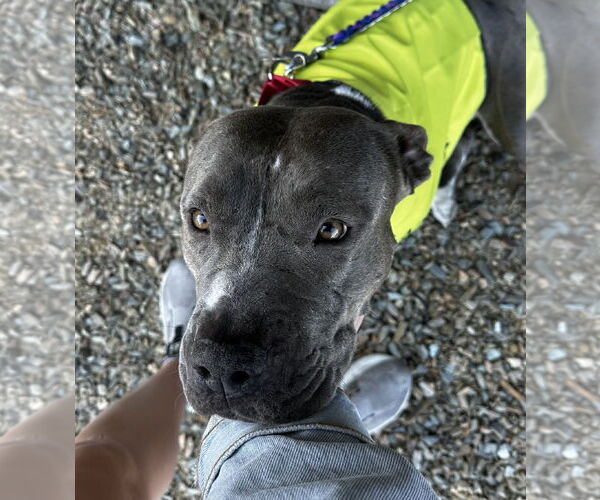 Medium Photo #4 American Pit Bull Terrier-Unknown Mix Puppy For Sale in Chandler, AZ, USA