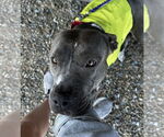 Small #3 American Pit Bull Terrier Mix