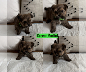 Shorkie Tzu Puppy for sale in EXETER, CA, USA