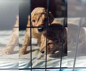 Goldendoodle Puppy for sale in YAKIMA, WA, USA