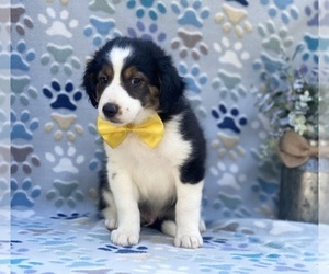 Border Collie Puppy for sale in LANCASTER, PA, USA