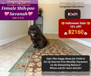 Shih-Poo Puppy for sale in TUCSON, AZ, USA