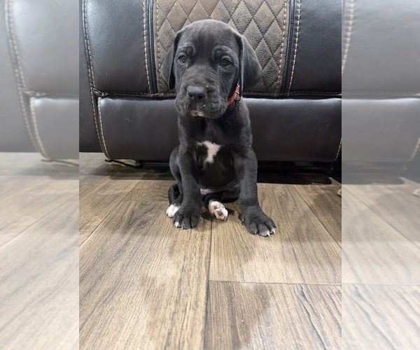 Medium Photo #1 Great Dane Puppy For Sale in GRANBURY, TX, USA