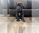 Small Great Dane